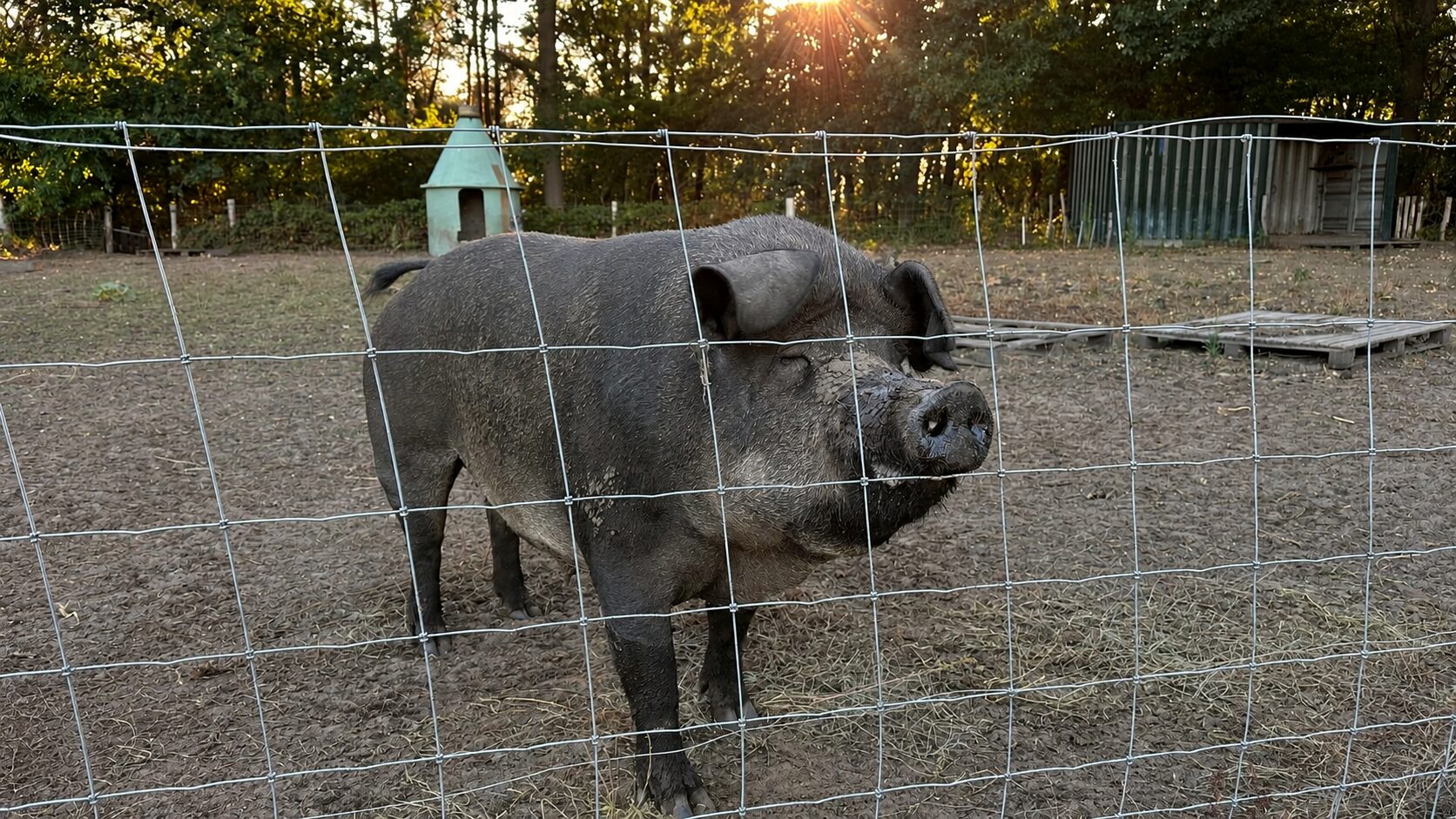 Nieuwsgierig varken bij het hek